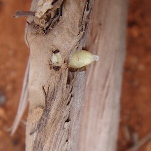 Anilara sp. Broombush, PL5700, pupa, in Melaleuca uncinata (adj. PJL 3624) dead stem, EP, photo by A.M.P. Stolarski, 7.0 × 3.1 mm